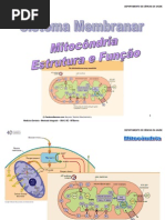 UBA3 BC T Mitocondria B