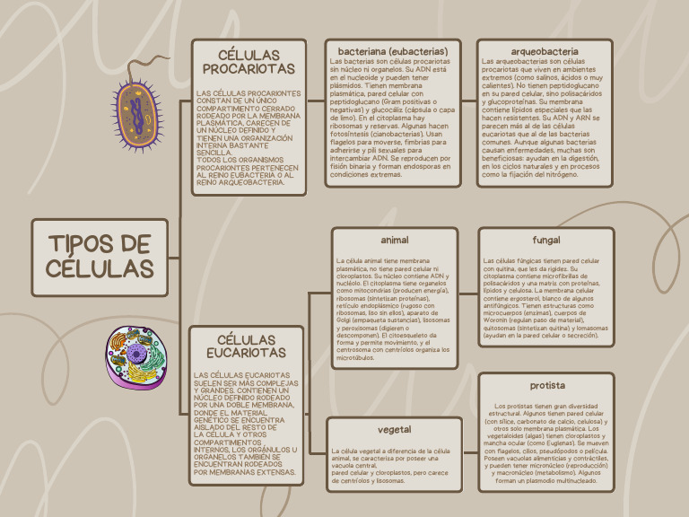 Tipos de Celulas | PDF | Biología Celular) | Las bacterias