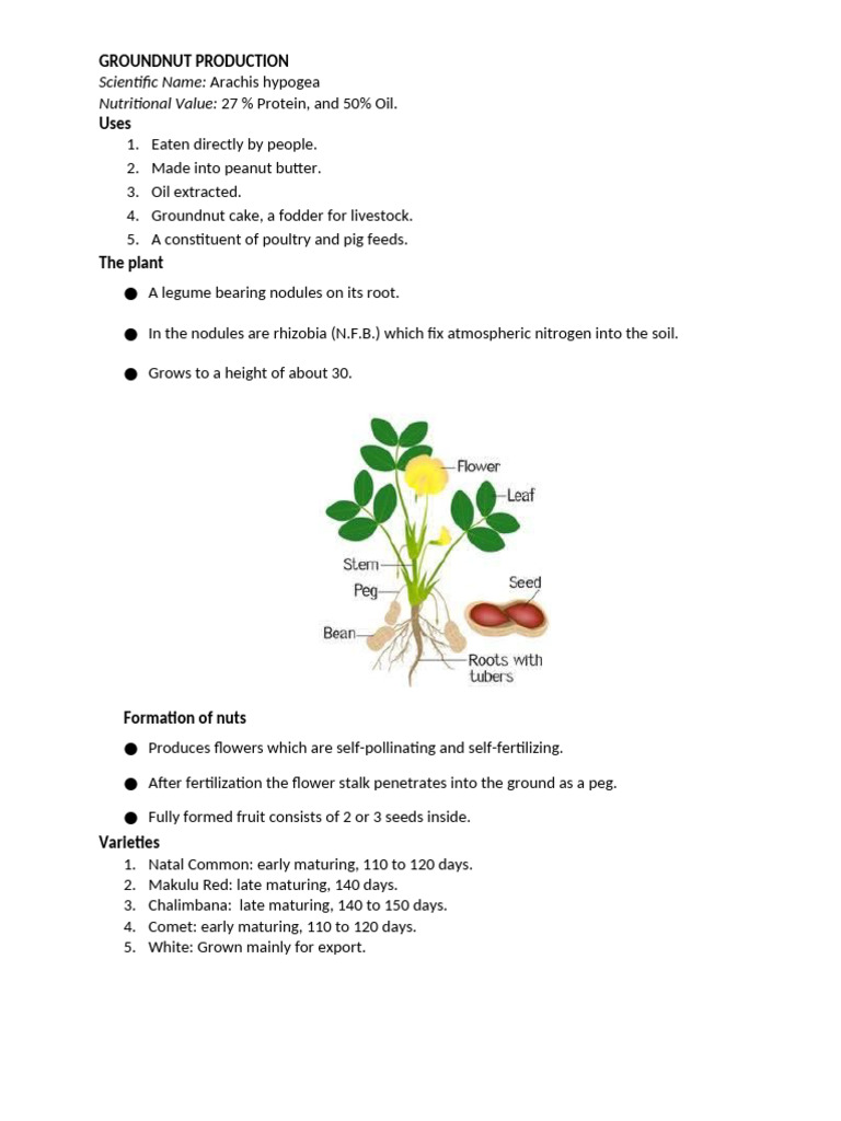 Groundnut Production Overview | PDF | Peanuts | Legume