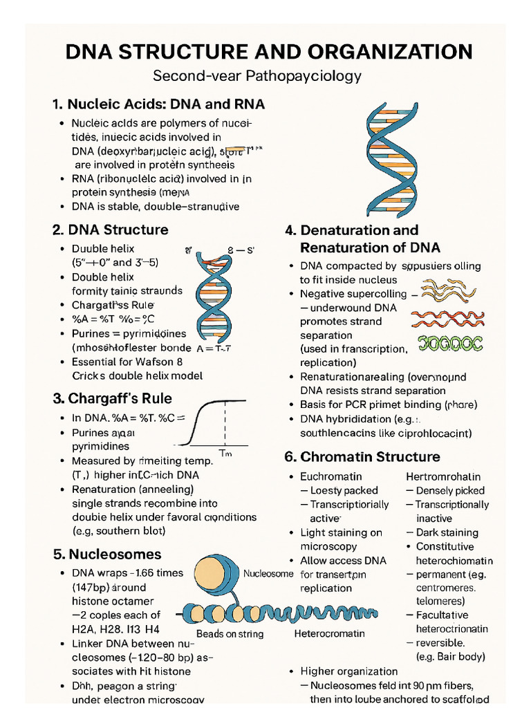 DNA Structure and Organization Handout | PDF
