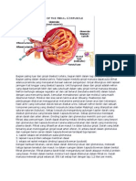 Glomerulus