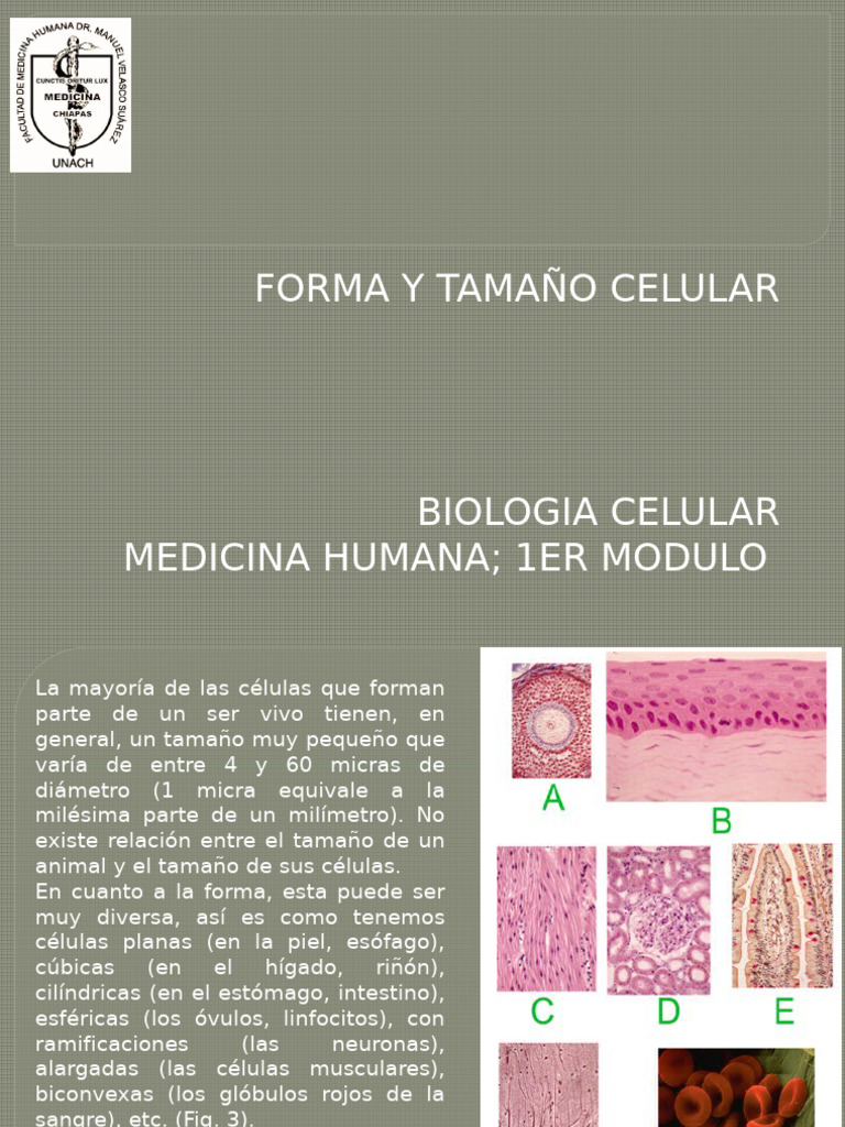 Formas y Tamaños de las Células | PDF | Biología Celular) | Sangre