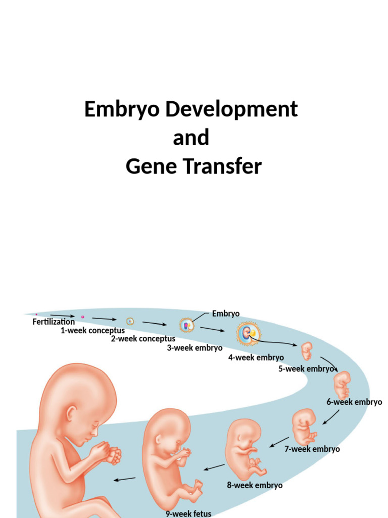 Embryo Development and Gene Transfer | PDF | Fertilisation | Embryo