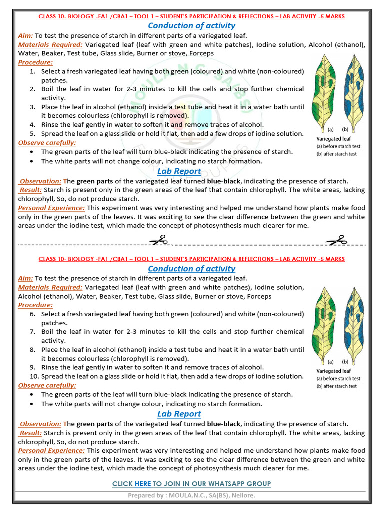 Starch Test in Variegated Leaves Lab | PDF | Tobacco | Smoking