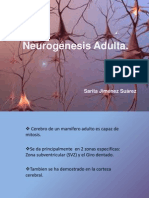 Neurogénesis Adulta - Sarita Jimenez