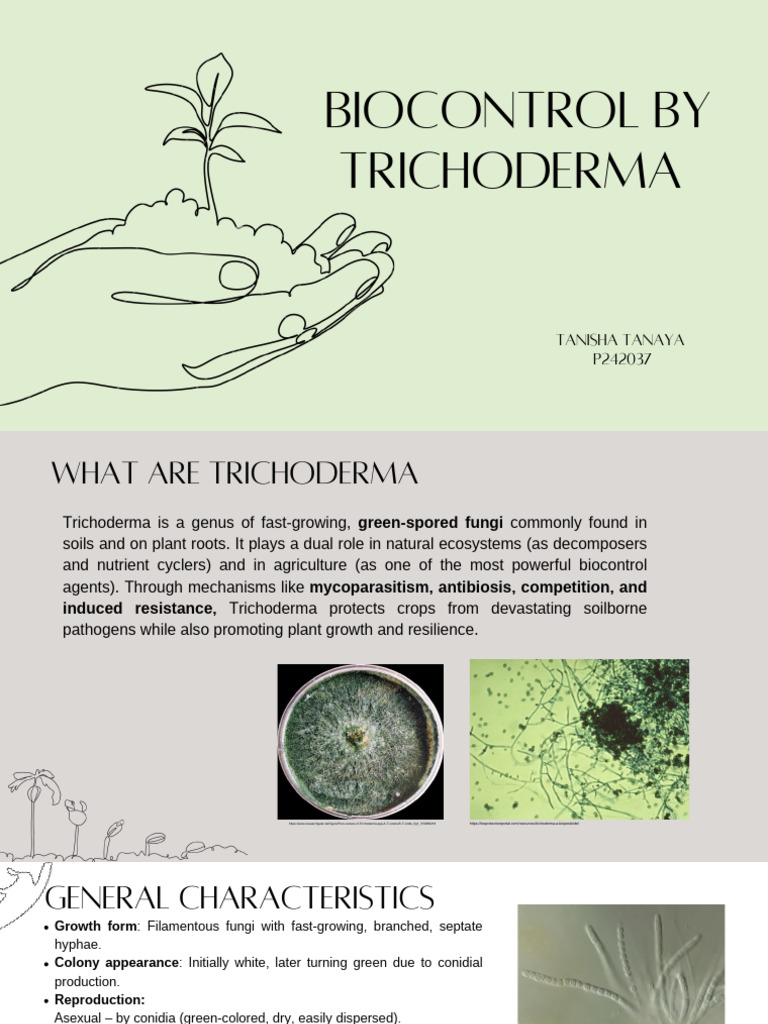 Biocontrol by Trichoderma | PDF | Fungus | Chickpea