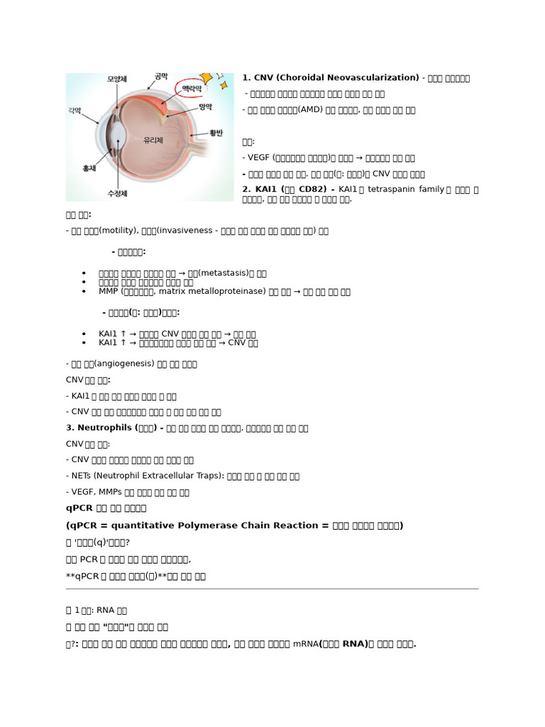 CNV (Choroidal Neovascularization), KAI1, Neutrophil 관련 | PDF