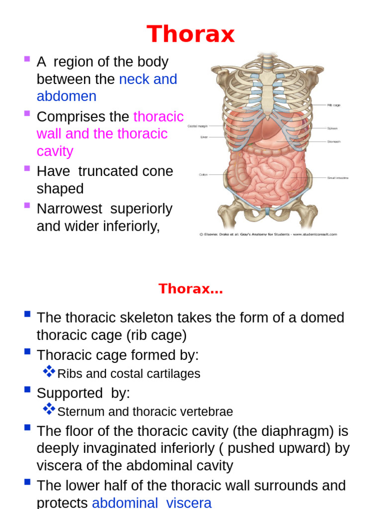 Anatomy and Functions of the Thoracic Cage | PDF | Thorax | Vertebra