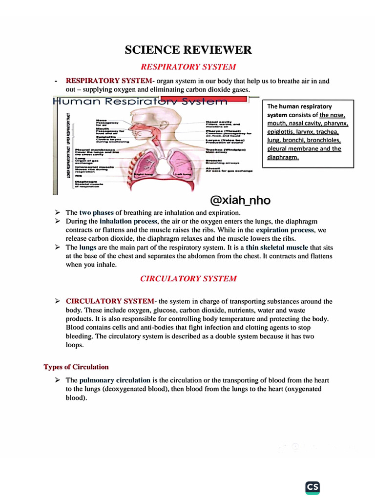 Science Respiratory System Reviewer | PDF