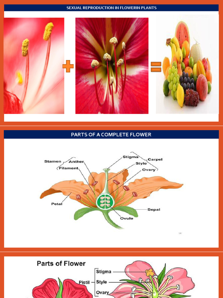 Reproduction in Flowering Plants Xii 2020 | PDF | Flowers | Pollen