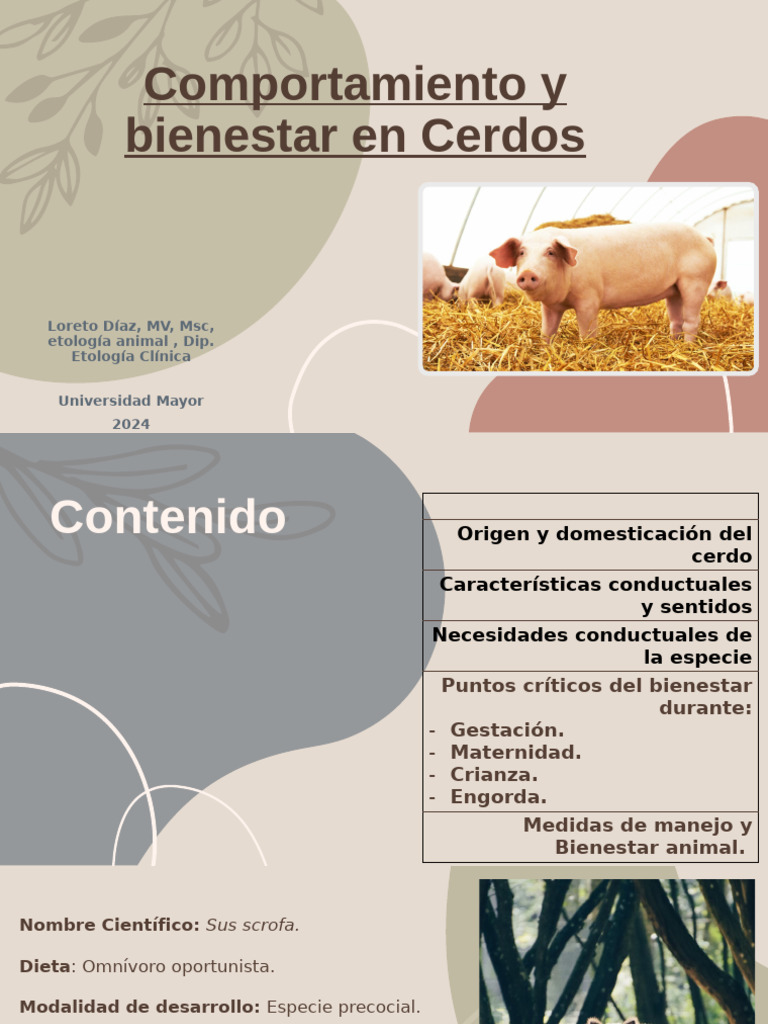 Bienestar y Comportamiento en Cerdos | PDF | Cerdo | Bienestar de los ...