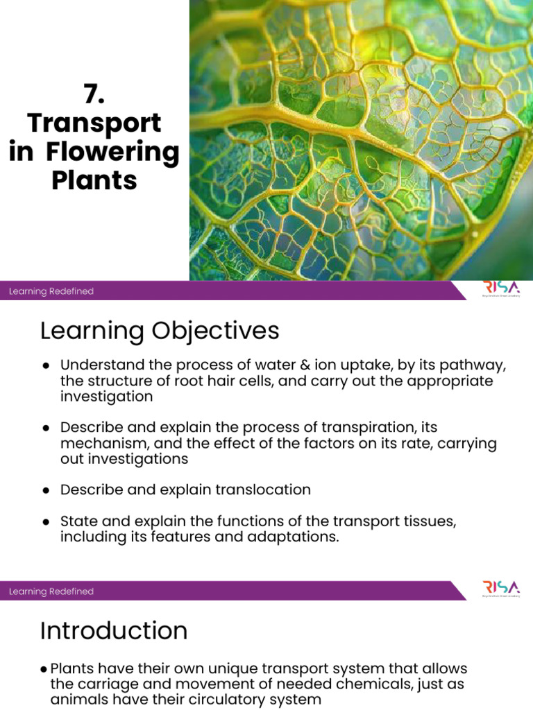 OLevel BIO 7) Transport in Flowering Plants | PDF | Plant Stem | Leaf