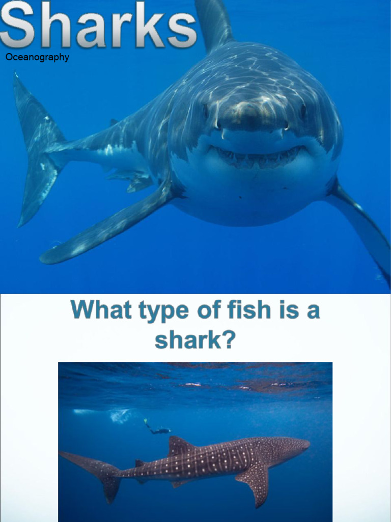 Understanding Shark Predation and Conservation | PDF | Sharks | Egg