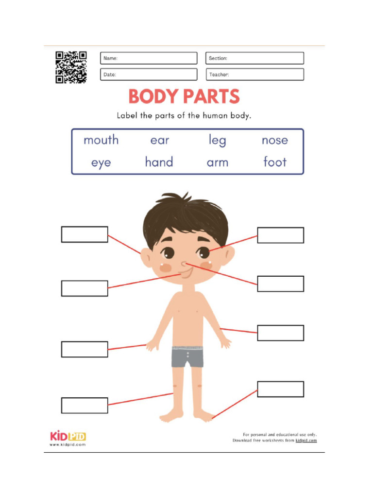Body Part | PDF