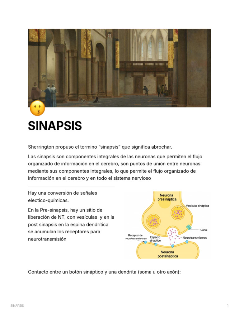 Funcionamiento de la Sinapsis Neuronal | PDF | Sinapsis | Receptor Nmda