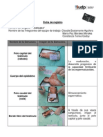 Laboratorio - Disección de Órganos