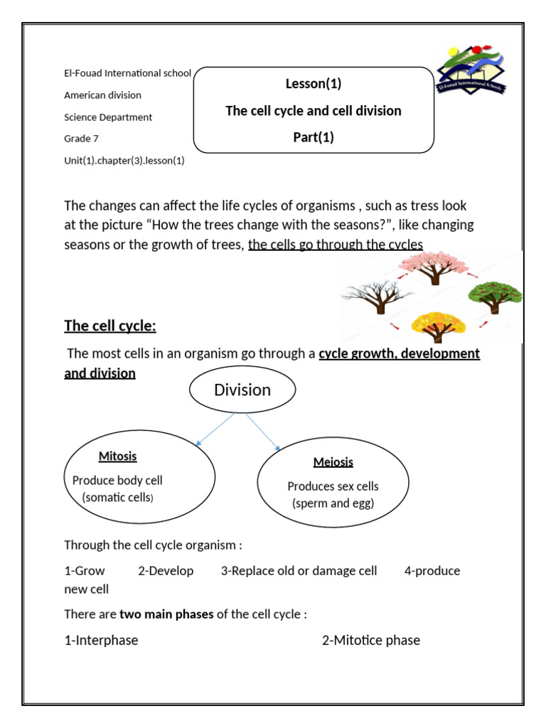 Sheet Cell Cycle | PDF