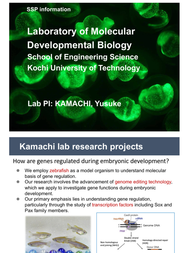 Zebrafish Gene Regulation Research Lab | PDF | Gene | Dna