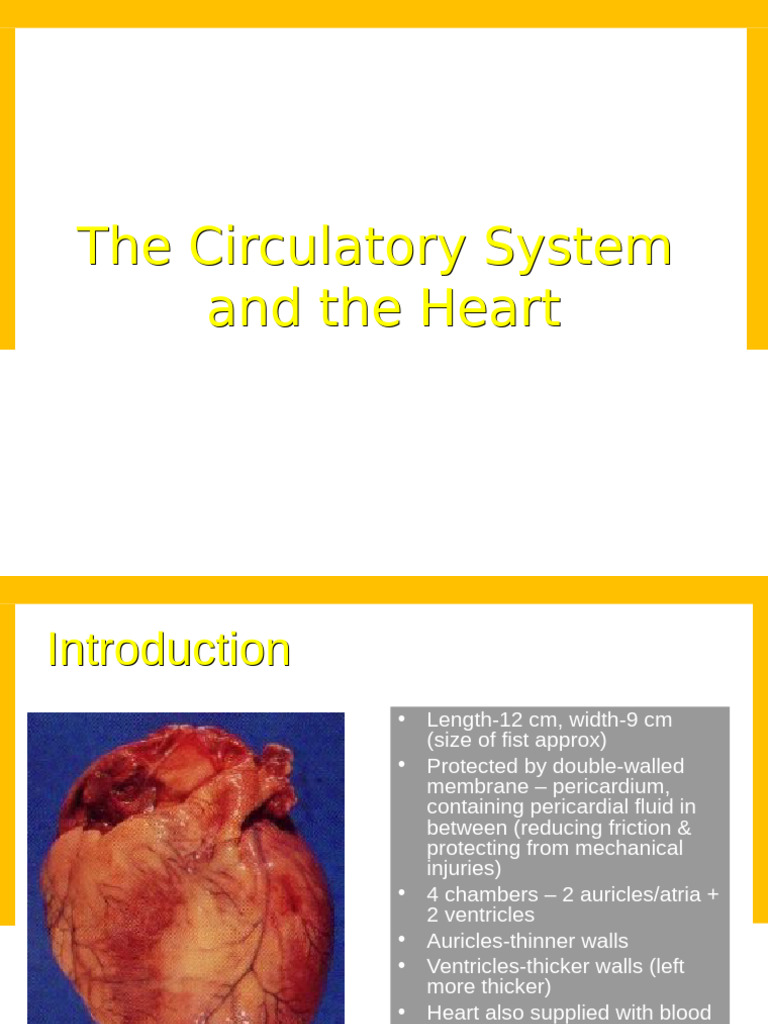 Overview of the Circulatory System | PDF | Heart Valve | Diastole
