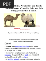Camel Structural Adaptations Explained | PDF | Camel | Thermoregulation