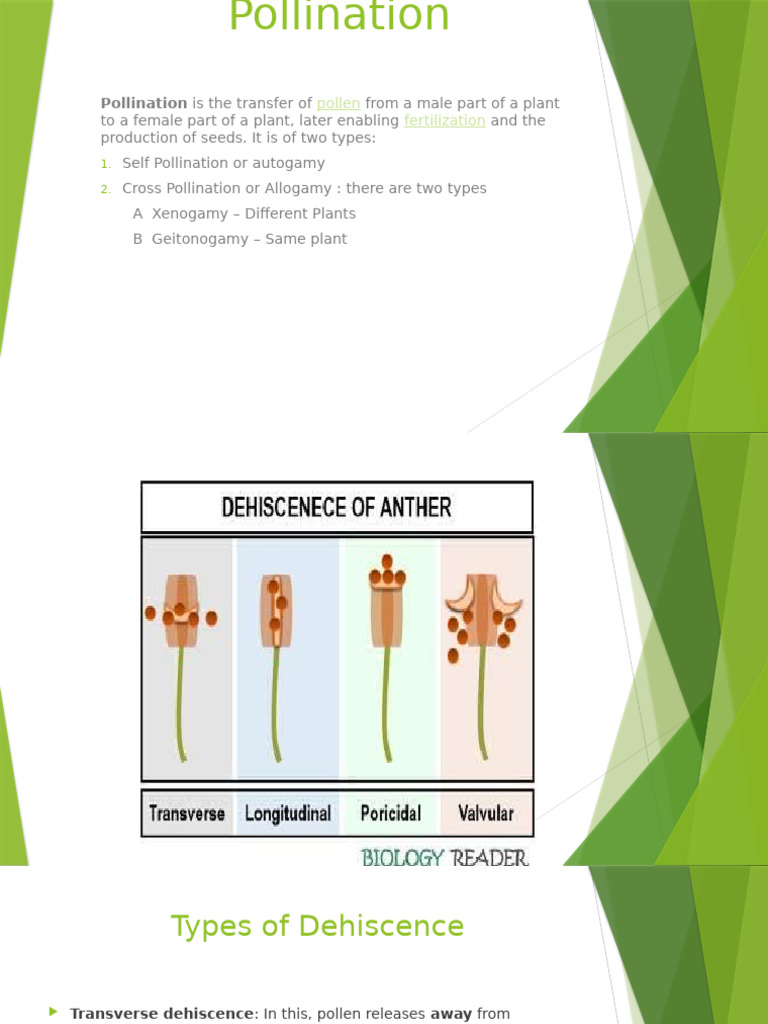 Understanding Pollination Types and Mechanisms | PDF | Botany | Plant ...