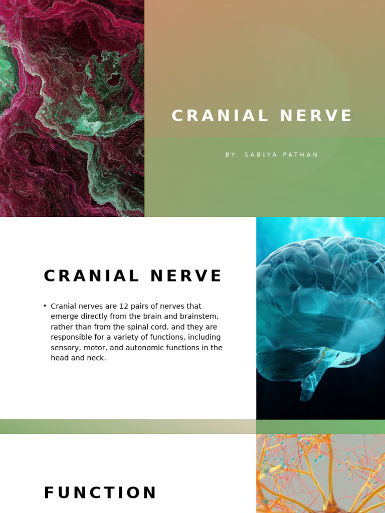 Overview of Cranial Nerves and Functions | PDF