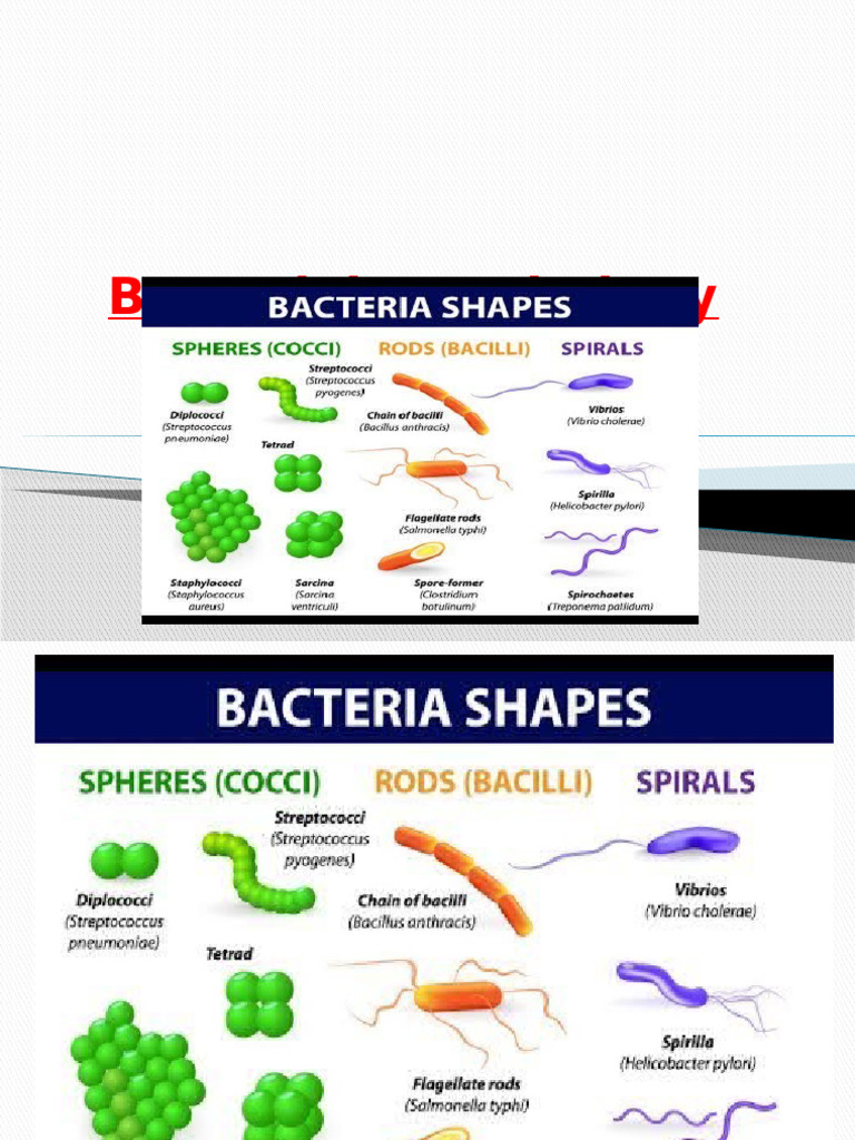 Bacterial Morphology and Structures | PDF