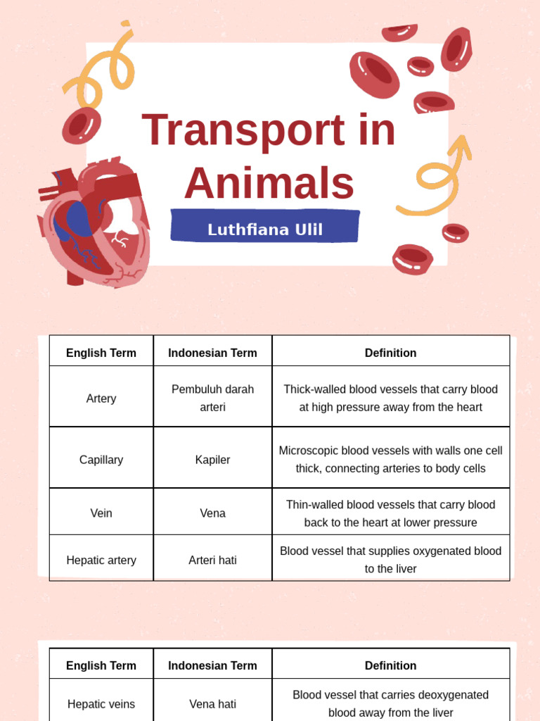 2 - Transport in Animals - Biology 10 | PDF | Artery | Vein