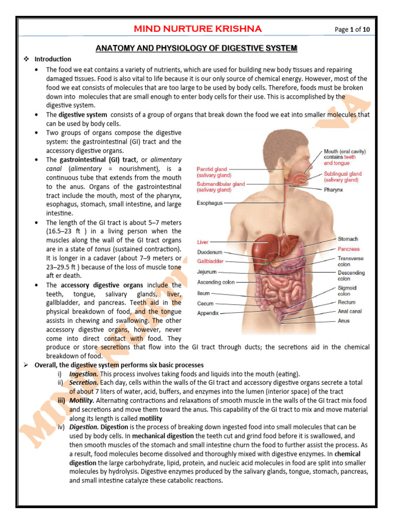 L-1 Anatomy of Digestive System | PDF | Stomach | Gastrointestinal Tract