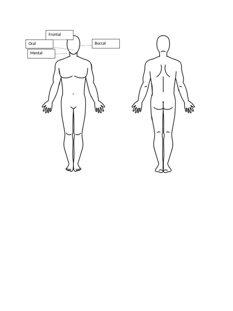 Body Outlines | PDF