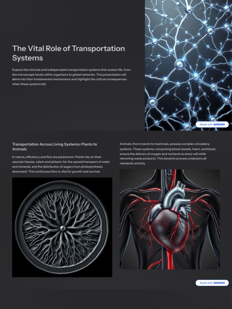 The Importance of Transportation Systems | PDF | Circulatory System ...