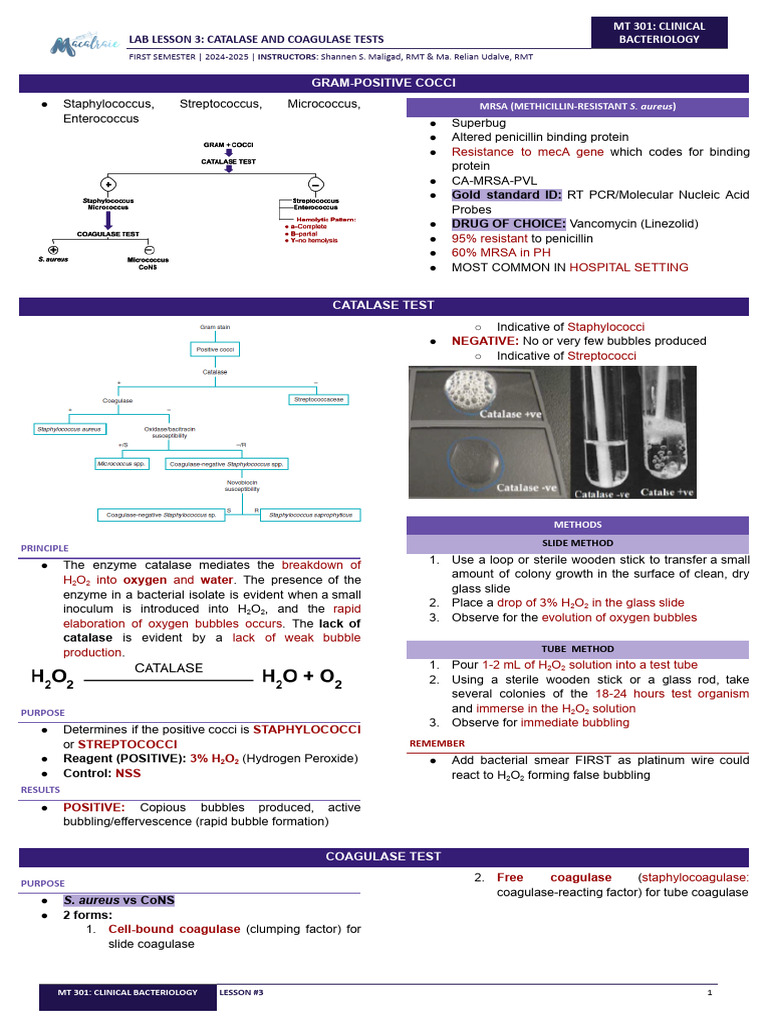 Catalase and Coagulase Tests Guide | PDF | Staphylococcus | Methicillin ...