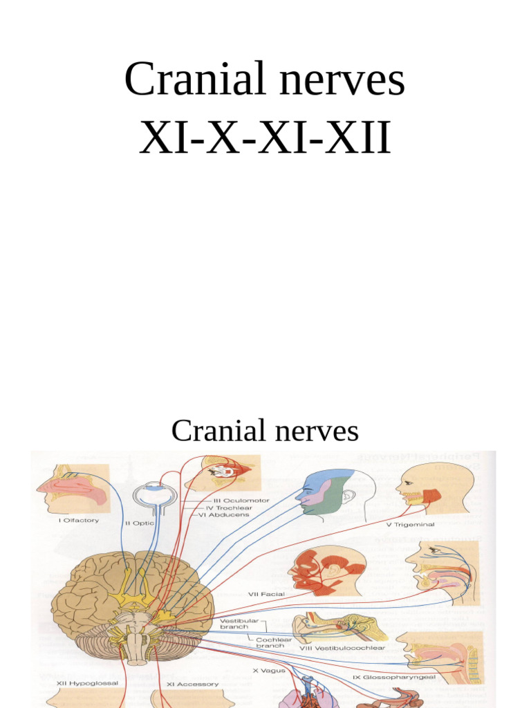 Overview of Cranial Nerves IX-XII | PDF | Vagus Nerve | Autonomic ...