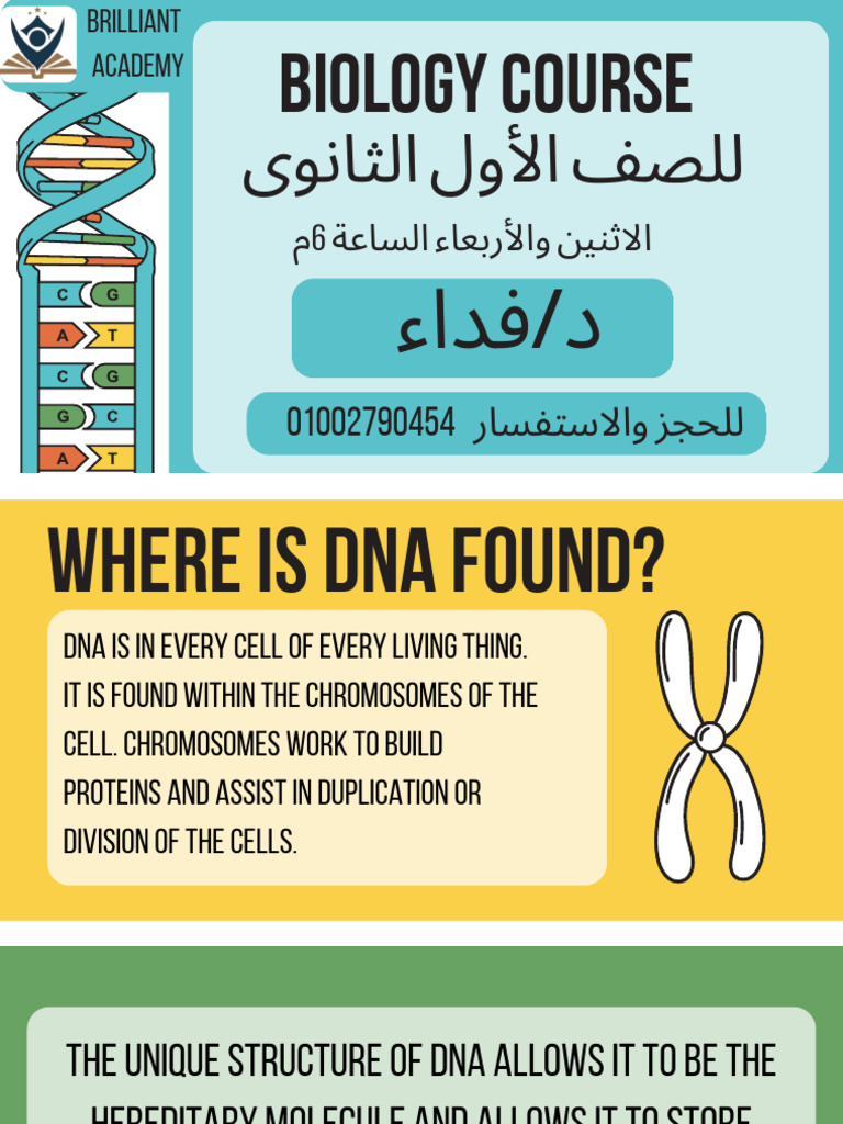 Understanding DNA Structure and Function | PDF