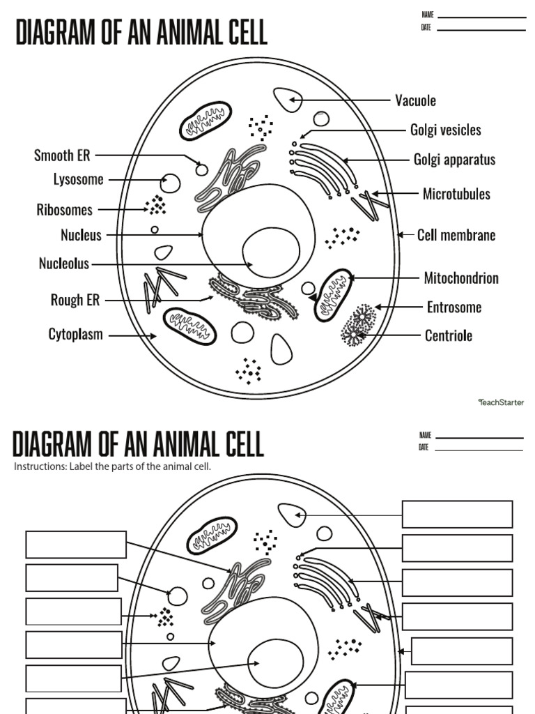 Diagram of An Animal Cell Worksheets Print Able PDF | PDF