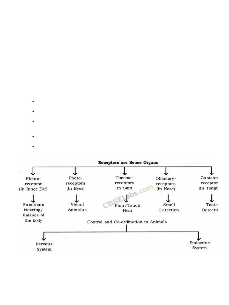 Class 10 Control and Coordination Notes | PDF | Neuron | Axon