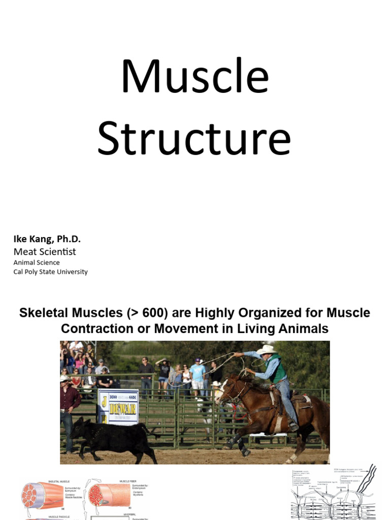 8th - Muscle Structure and Contraction | PDF | Skeletal Muscle | Muscle ...