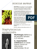 Bacterias Gram positivas y Gram negativas