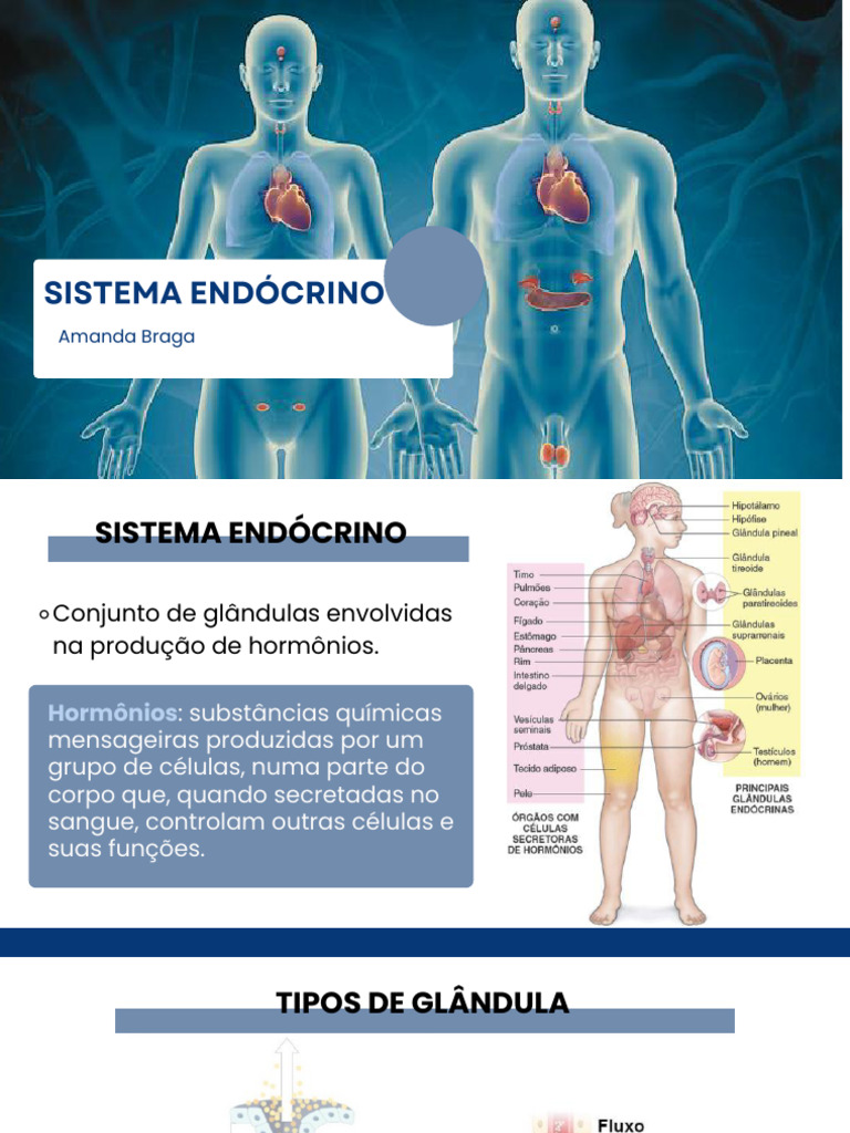 Funções e Glândulas do Sistema Endócrino | PDF | Glândula pituitária ...