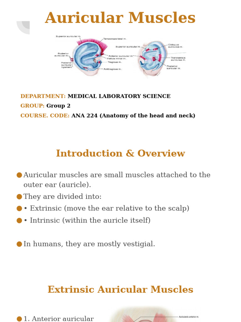 Posterior Auricular Muscle Overview | PDF