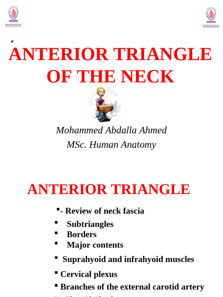 Anterior Triangle EM For ANGEL - 2 | PDF | Common Carotid Artery | Neck