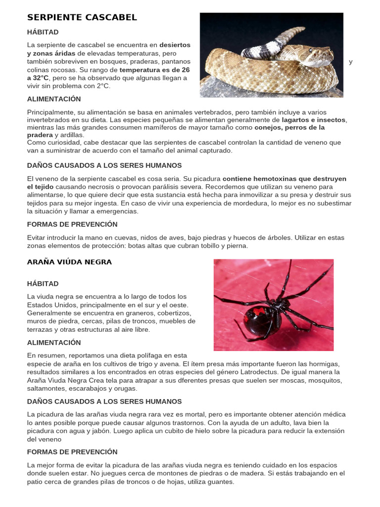Serpiente Cascabel y Araña Viuda Negra: Riesgos y Prevención | PDF ...