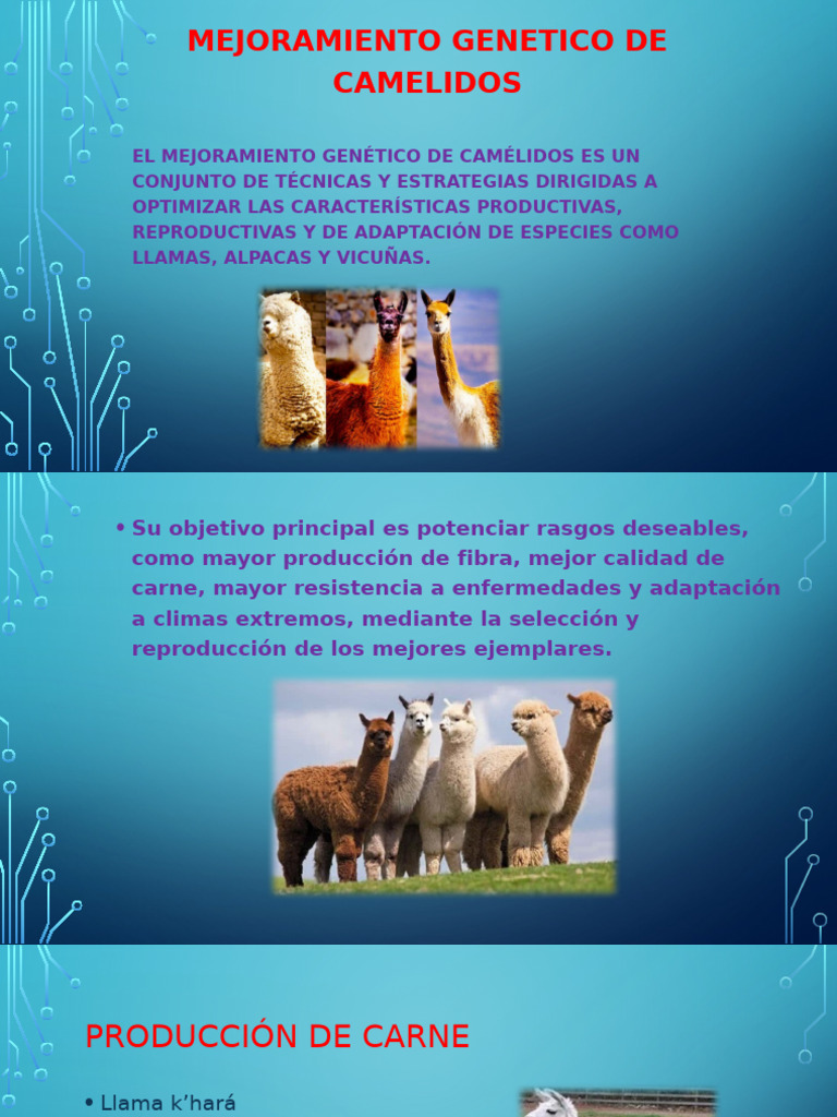 Producción de Camélidos en Bolivia | PDF