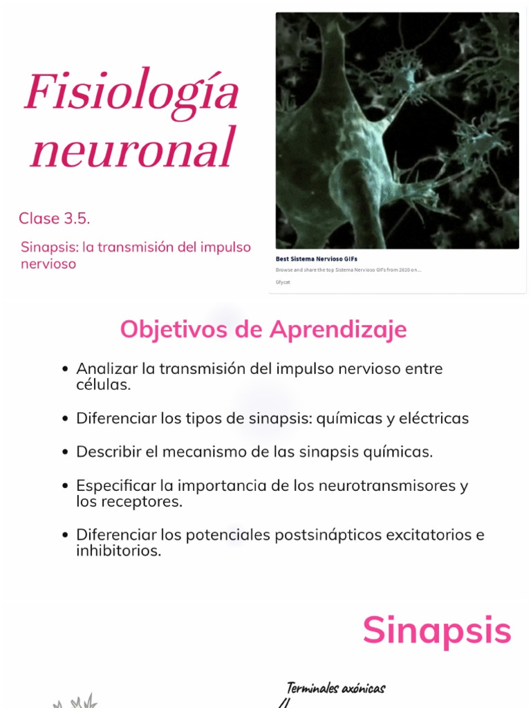 Sinapsis Neural | PDF