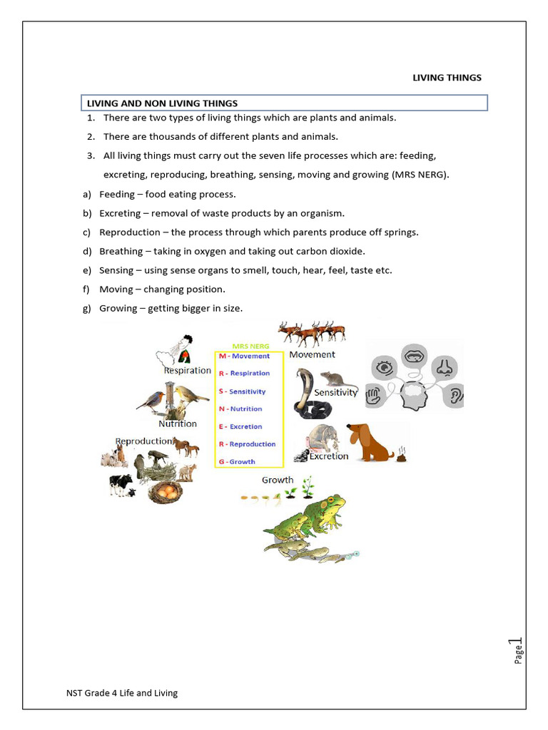 Grade 4 Life Processes Overview | PDF | Foods | Trees