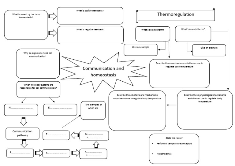 Communication and Homeostasis Revision Mat | PDF | Thermoregulation ...