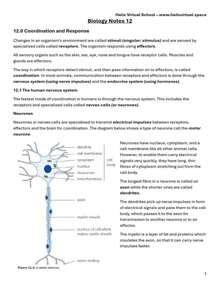 Biology Notes: Human Coordination Systems | PDF | Neuron | Nervous System