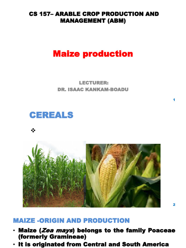 Maize Production and Management Guide | PDF | Maize | Herbicide