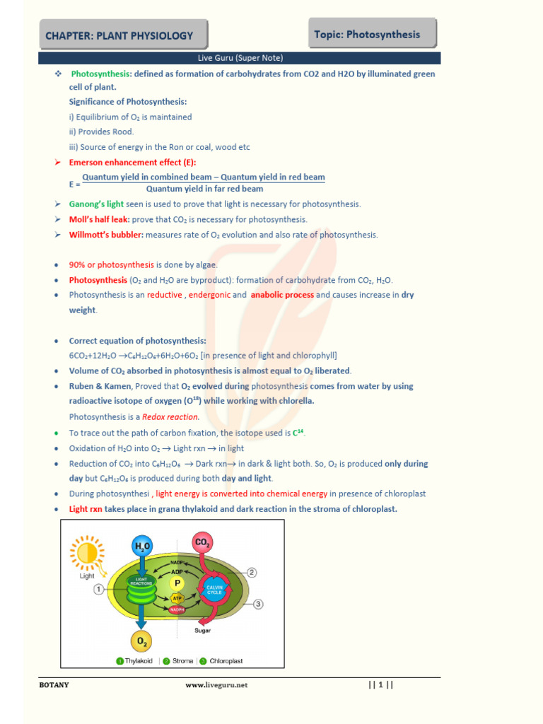 Understanding Photosynthesis in Plants | PDF | Photosynthesis | Chloroplast