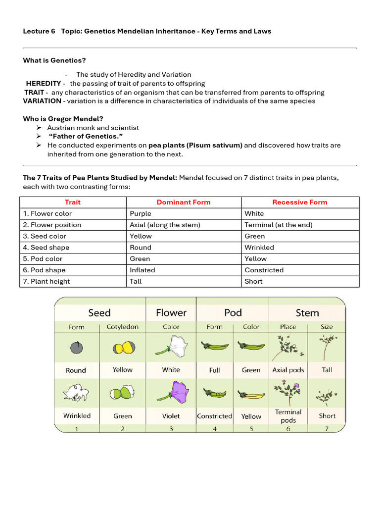 Lecture 6 - Mendelian Inheritance Notes | PDF | Genotype | Dominance ...